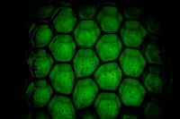 Phosphorescence