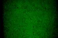 Phosphorescence